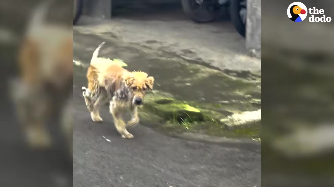 A scruffy, thin dog with matted fur walks along a paved road looking toward the camera.