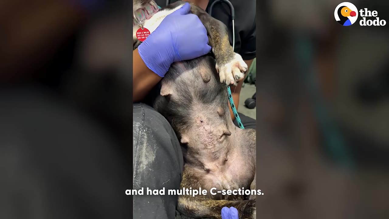 A close-up shot of a dog's belly being examined by a person wearing blue gloves, showing surgical scars on her stomach.