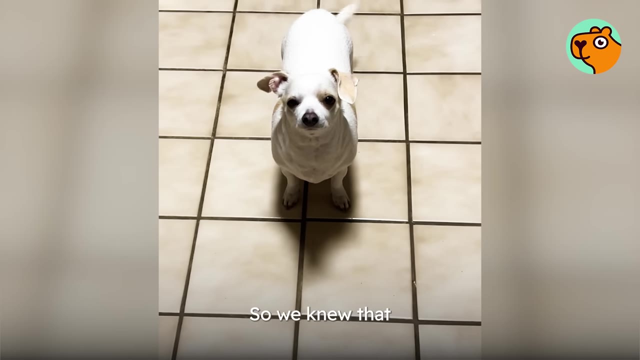A small white dog sitting on a tiled floor and looking directly up towards the camera.