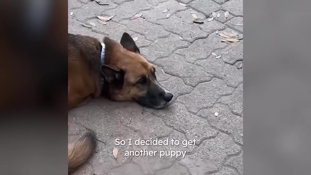 A German Shepherd dog lying down on stone pavers with text overlay reading 'So I decided to get another puppy'.