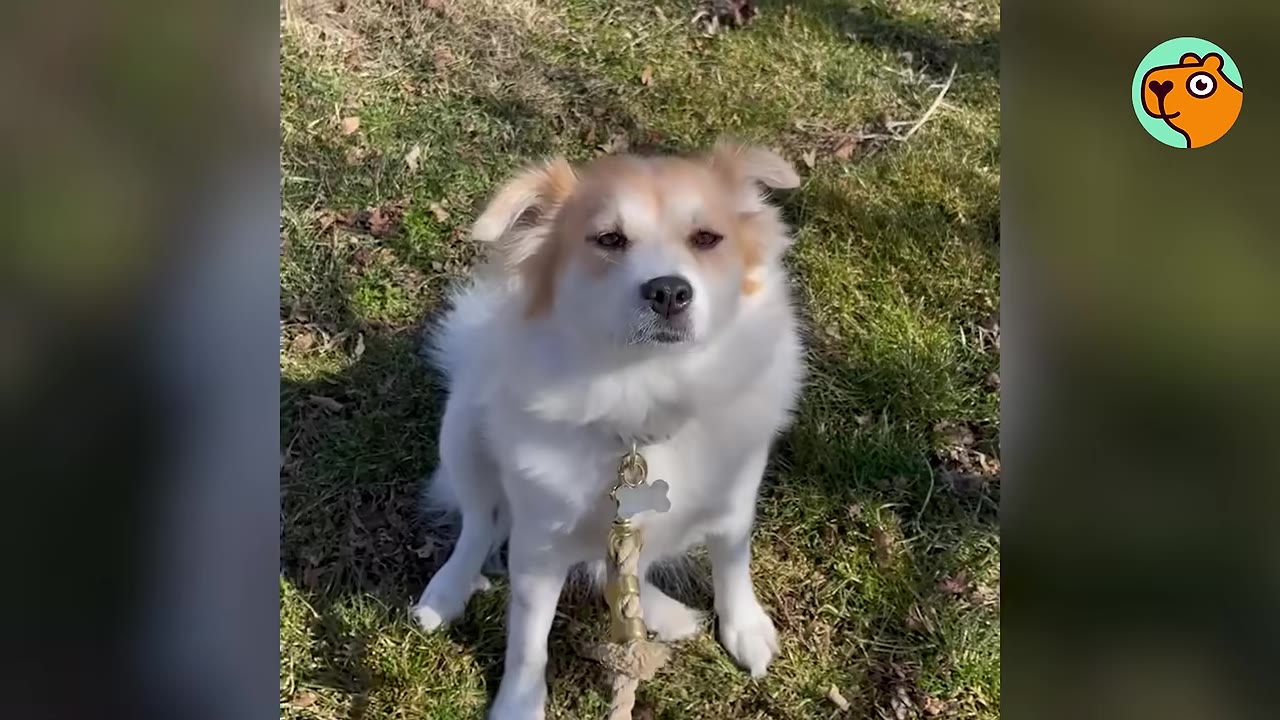 A small white and tan fluffy dog with a leash sitting on grass outdoors and looking directly forward.