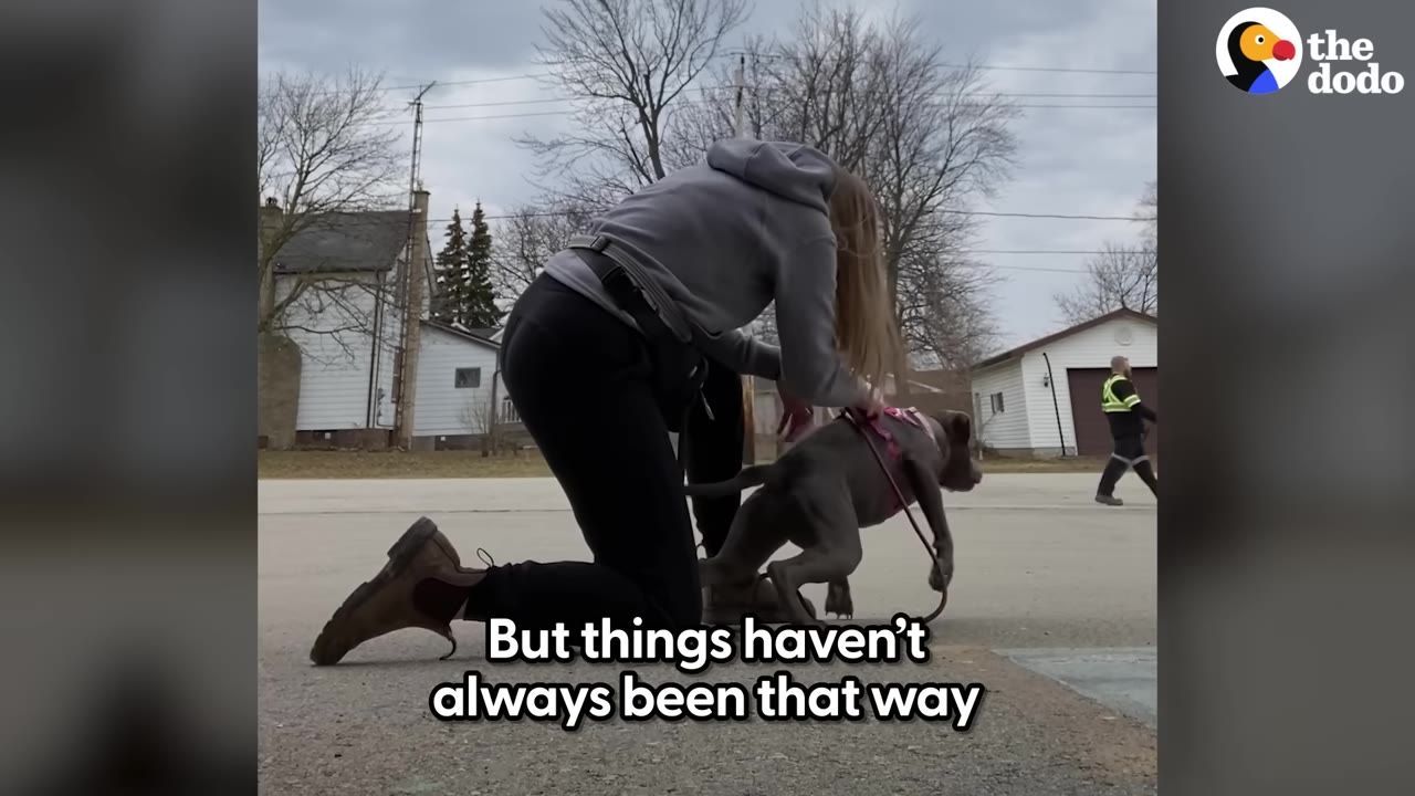 A woman kneeling outdoors on a street, holding her grey pit bull dog wearing a harness.