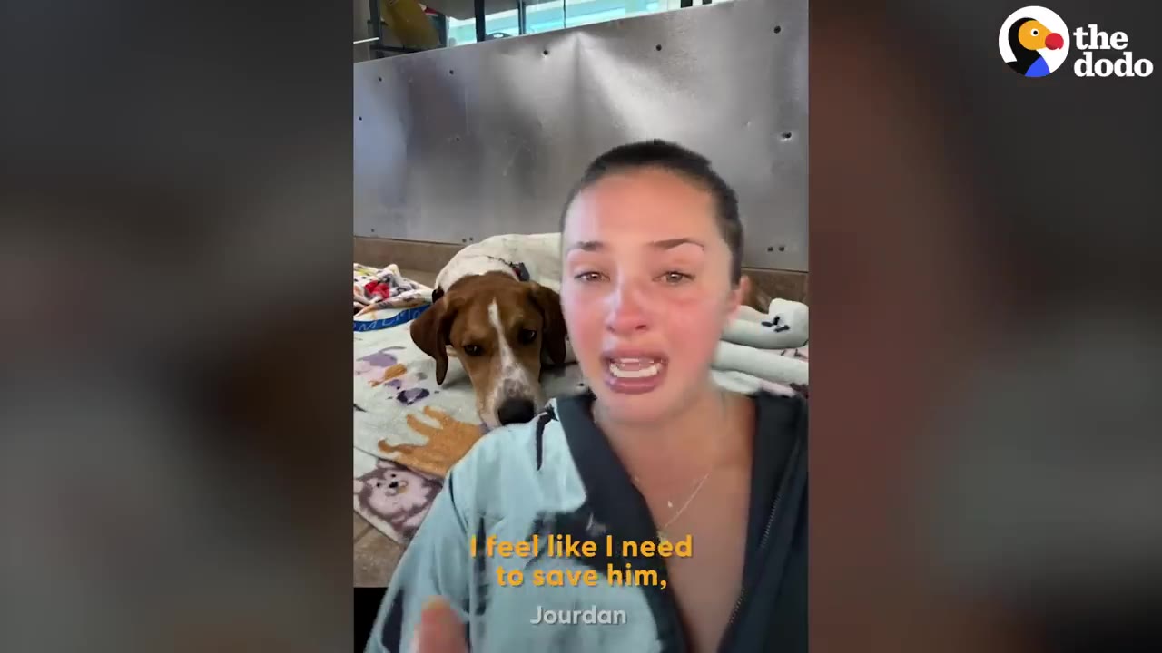 A woman speaks emotionally to the camera inside a shelter kennel while a hound dog rests on a blanket behind her.