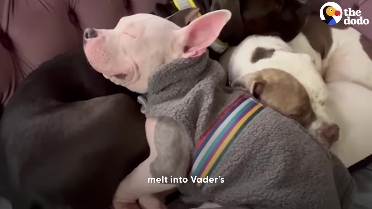 A small white pit bull puppy wearing a fleece jacket resting peacefully with its eyes closed, snuggled up beside another dog.