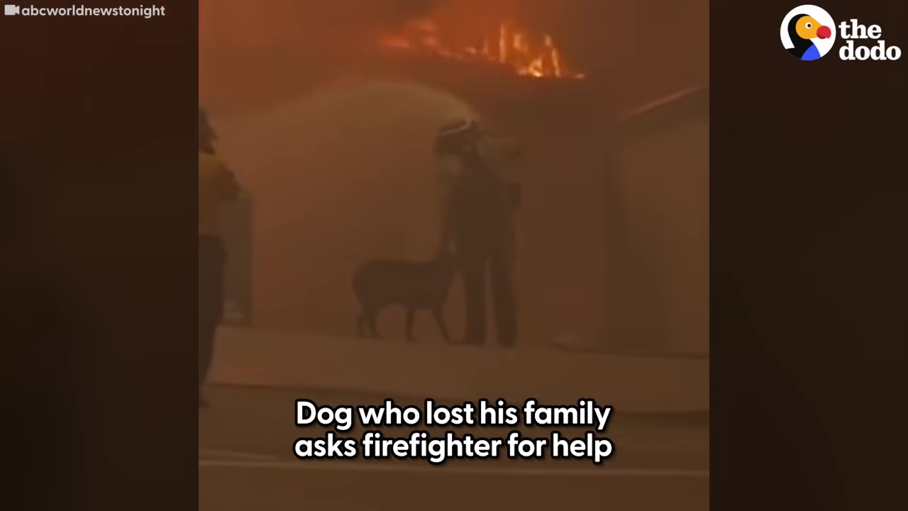 A firefighter and a dog standing in smoky conditions with flames visible along a roofline in the background.