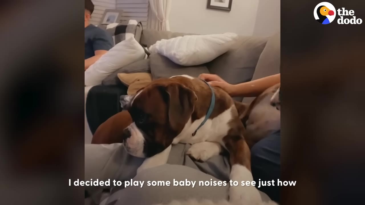 A brown and white boxer dog resting its head gently on a person's lap on the couch while being petted.