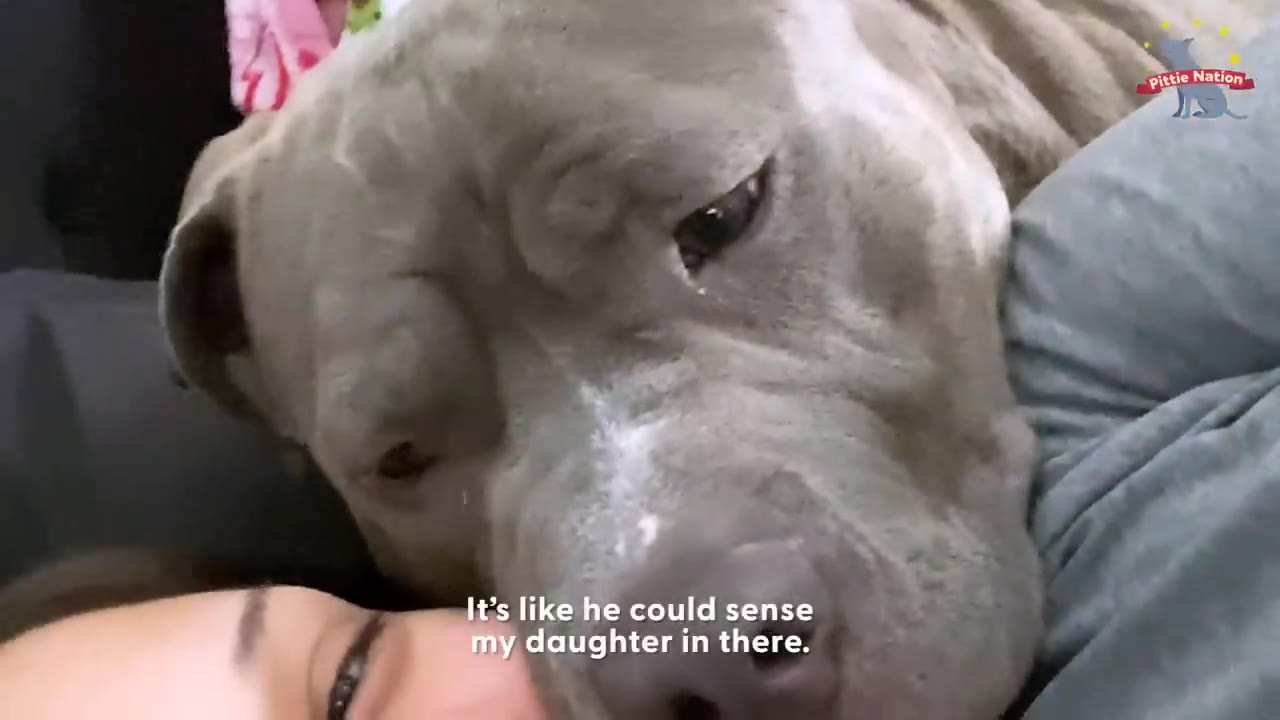 A close-up of a grey pit bull resting its head affectionately next to a woman's face.