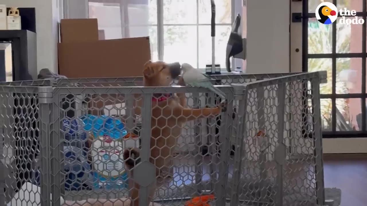 A small brown puppy stands on its hind legs inside a grey plastic playpen, looking up at a light blue parakeet perched on the top edge of the playpen.