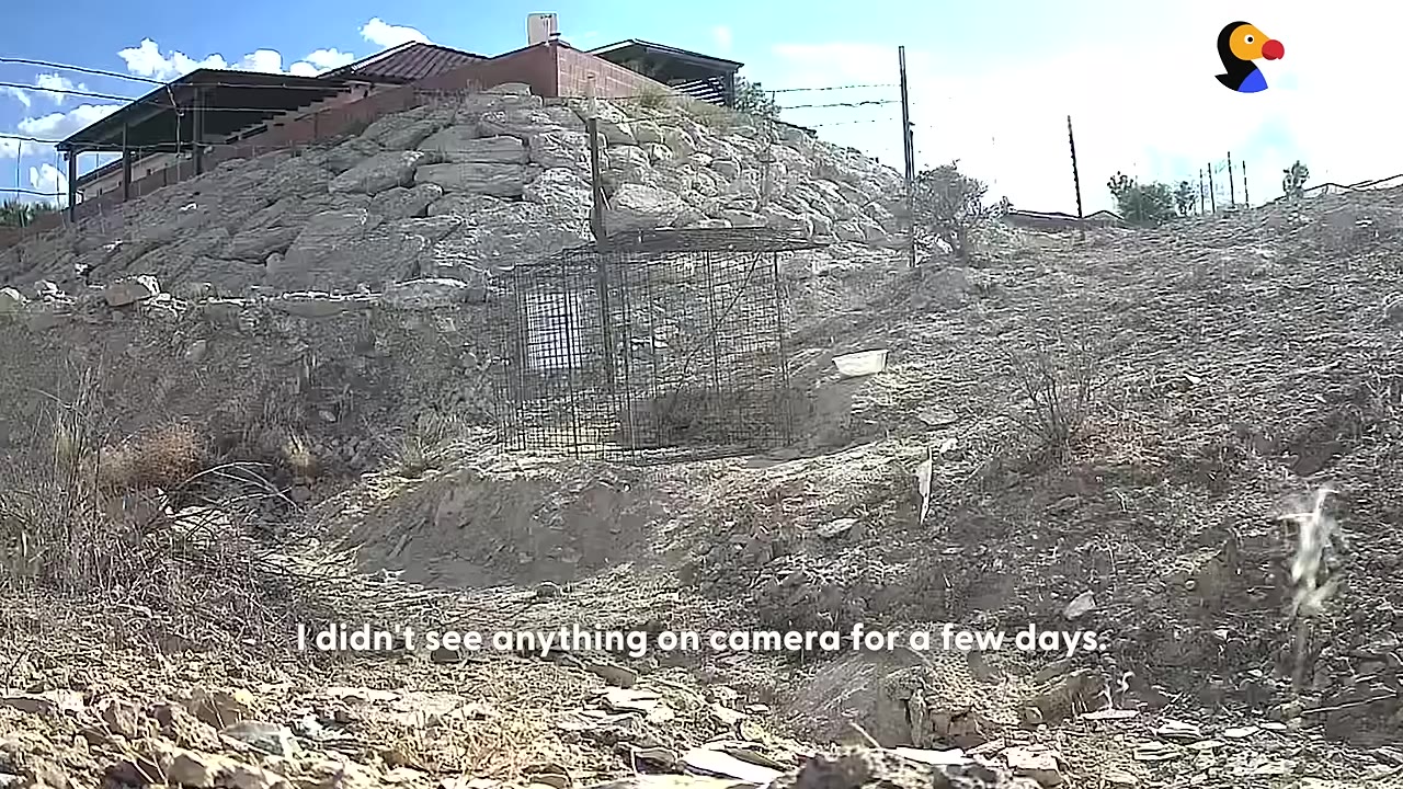 A large wire cage trap set up on a rocky, dry hillside below a building.