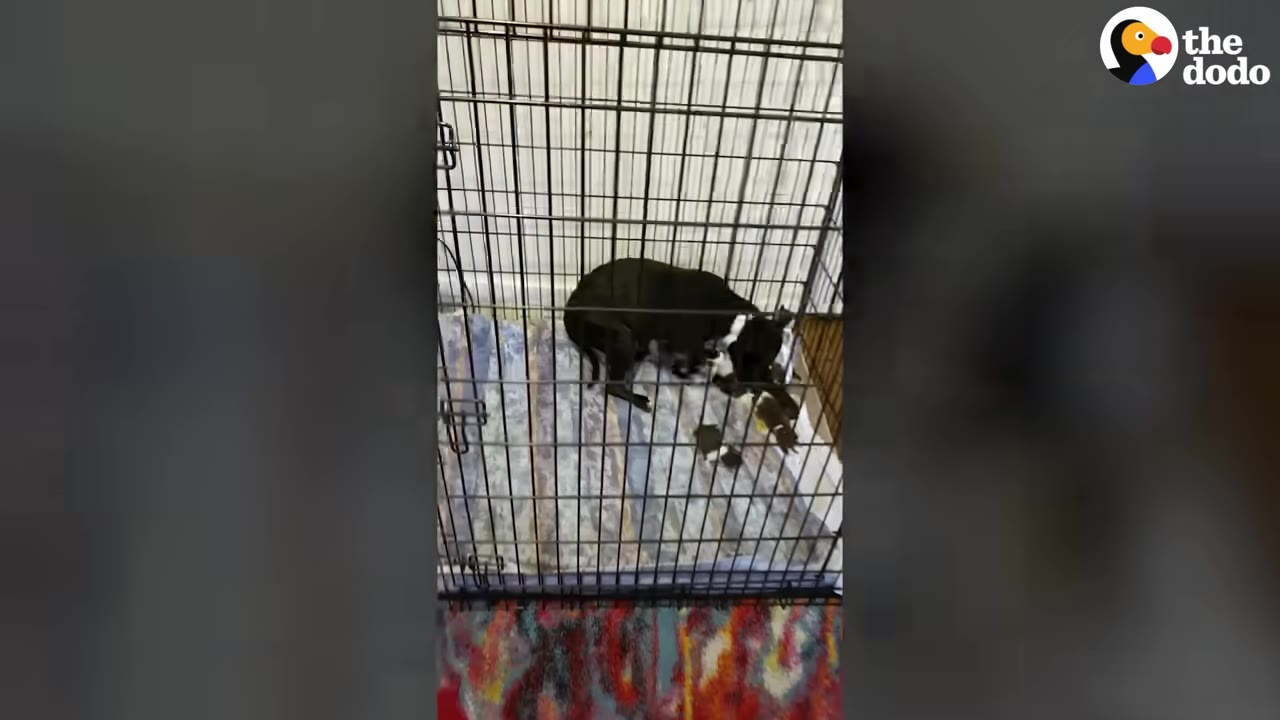 A black dog lies inside a wire crate lined with a blue and white striped blanket.