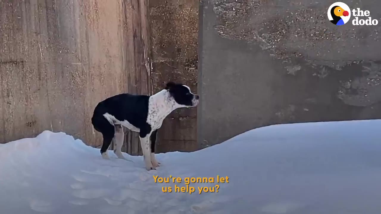 A black-and-white dog stands on a mound of snow next to a concrete structure.
