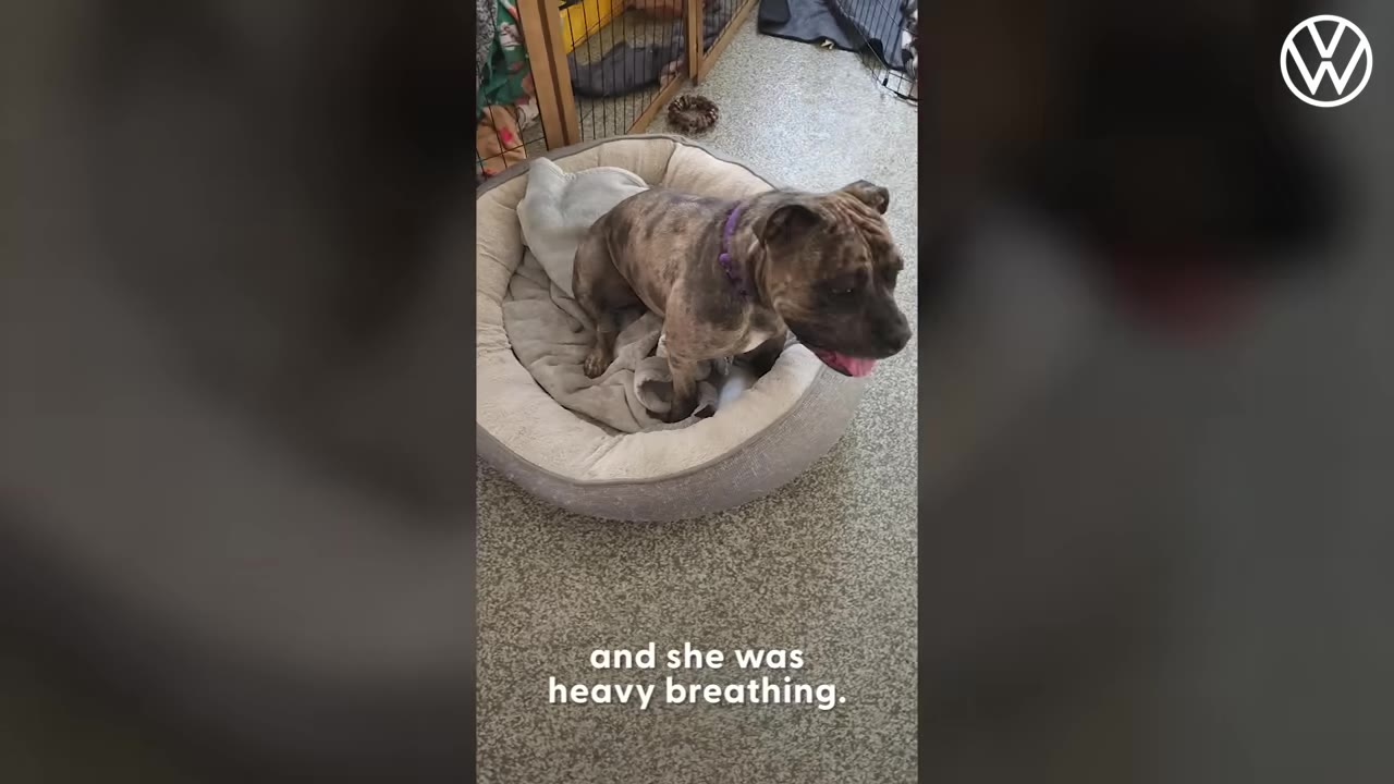 A brindle pit bull dog sitting inside a round dog bed, panting with her tongue out.