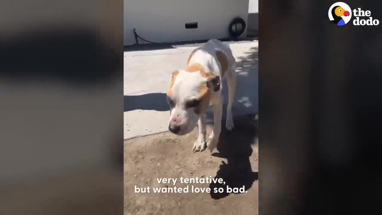 A thin white and tan dog cautiously walks forward outdoors on a sunny day.