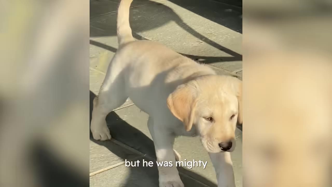 A close-up shot of a small yellow Labrador puppy standing outdoors on a sunny day.