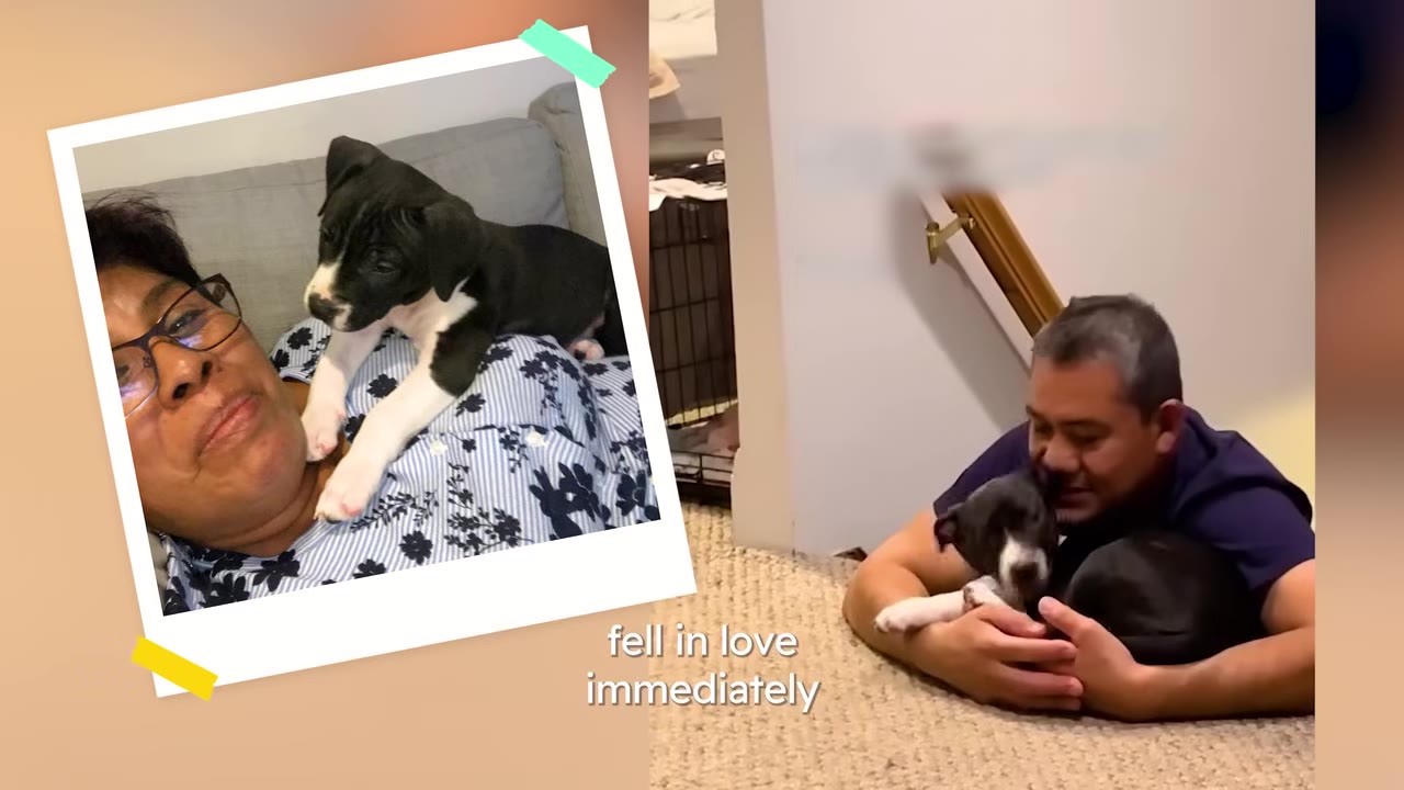 A photo graphic showing a woman lying down with a black and white puppy on her chest, next to a man holding and hugging the puppy on the floor.