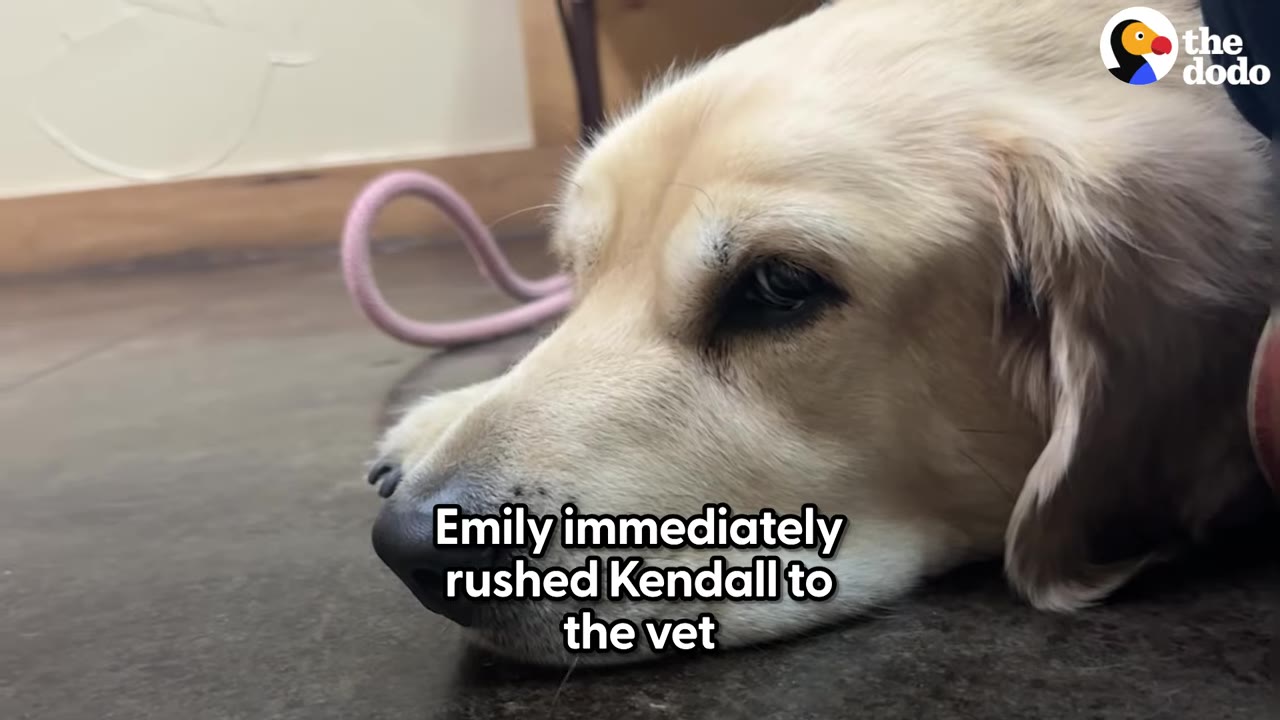 A golden retriever lies on the floor resting its head.