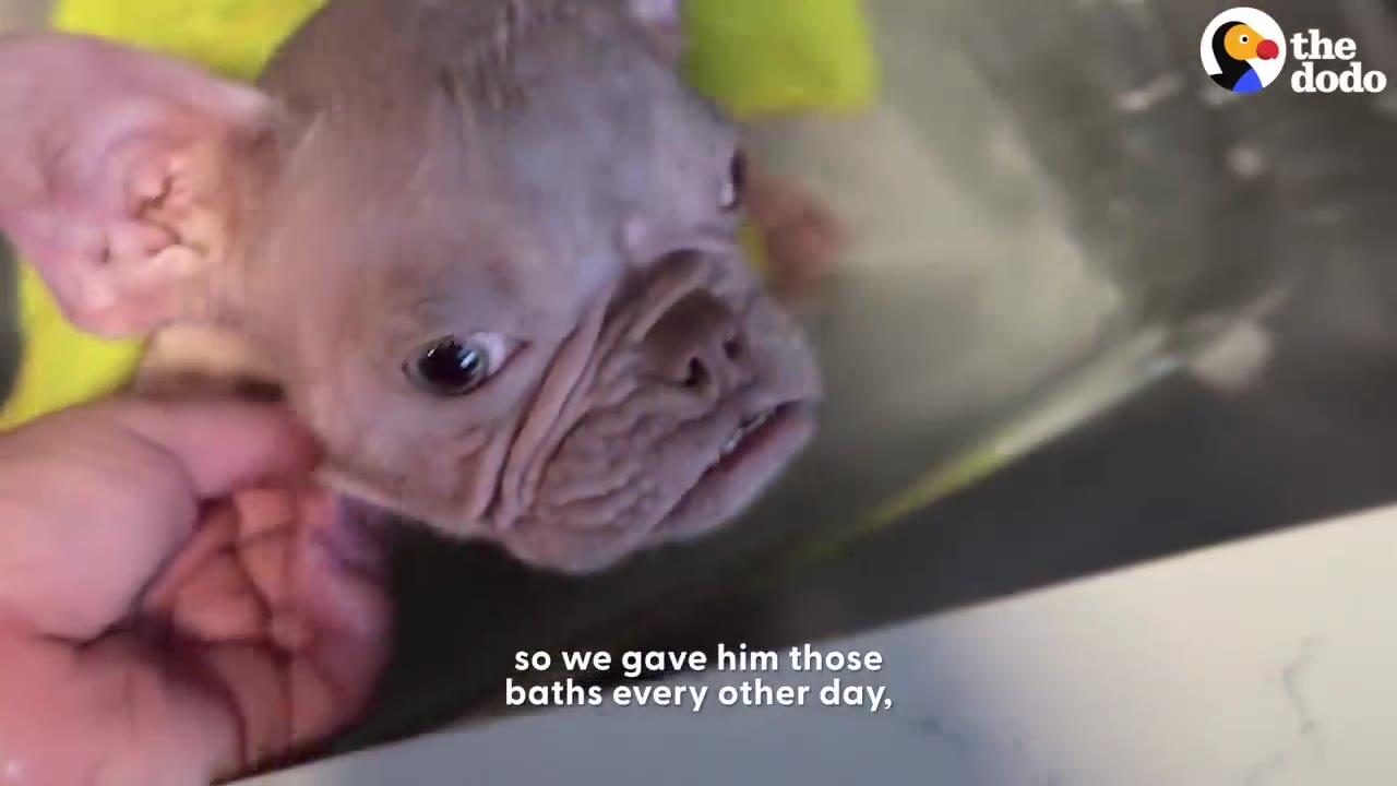 A close-up of a hairless French bulldog puppy being gently petted while taking a bath in a sink.