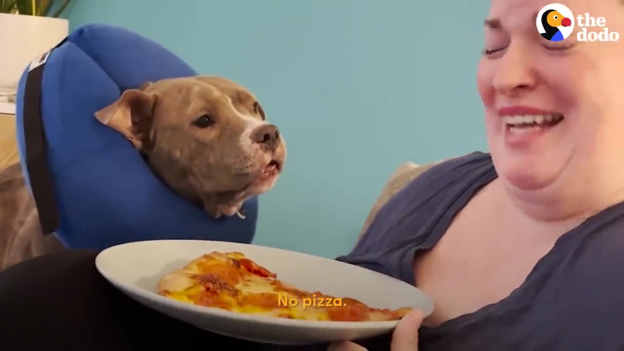 A pit bull wearing a blue inflatable neck collar looks closely at a slice of pizza held on a plate by a laughing woman.