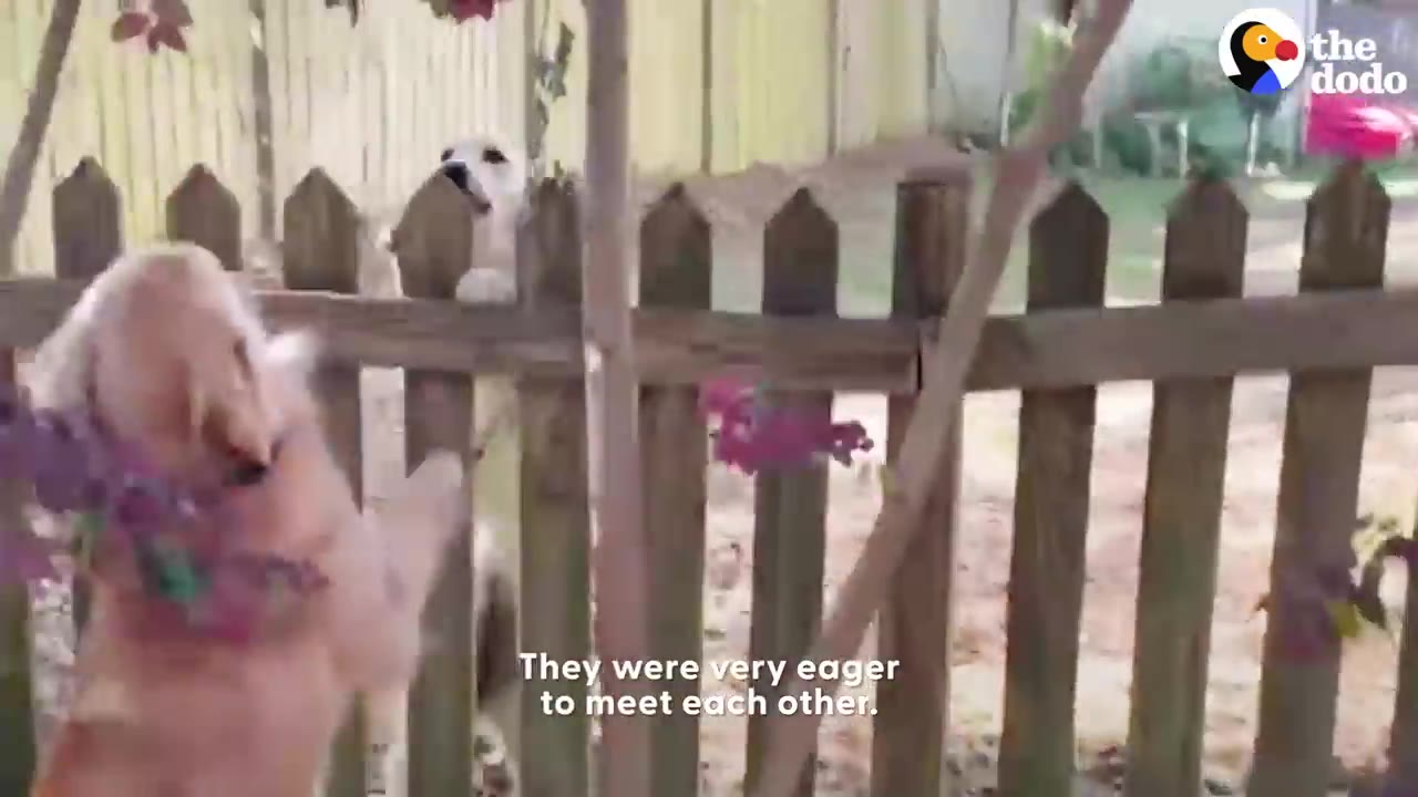 A golden dog looking towards a wooden fence where a white dog peeks over from the neighboring yard.