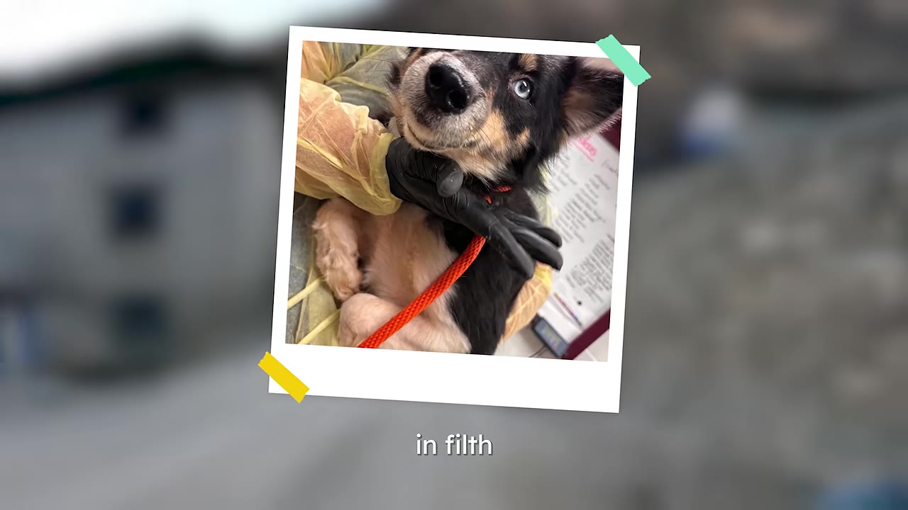 A photograph styled as a polaroid showing a small black, tan, and white dog with blue eyes being held by a person wearing a yellow protective gown and black gloves, with the caption 'in filth' below.