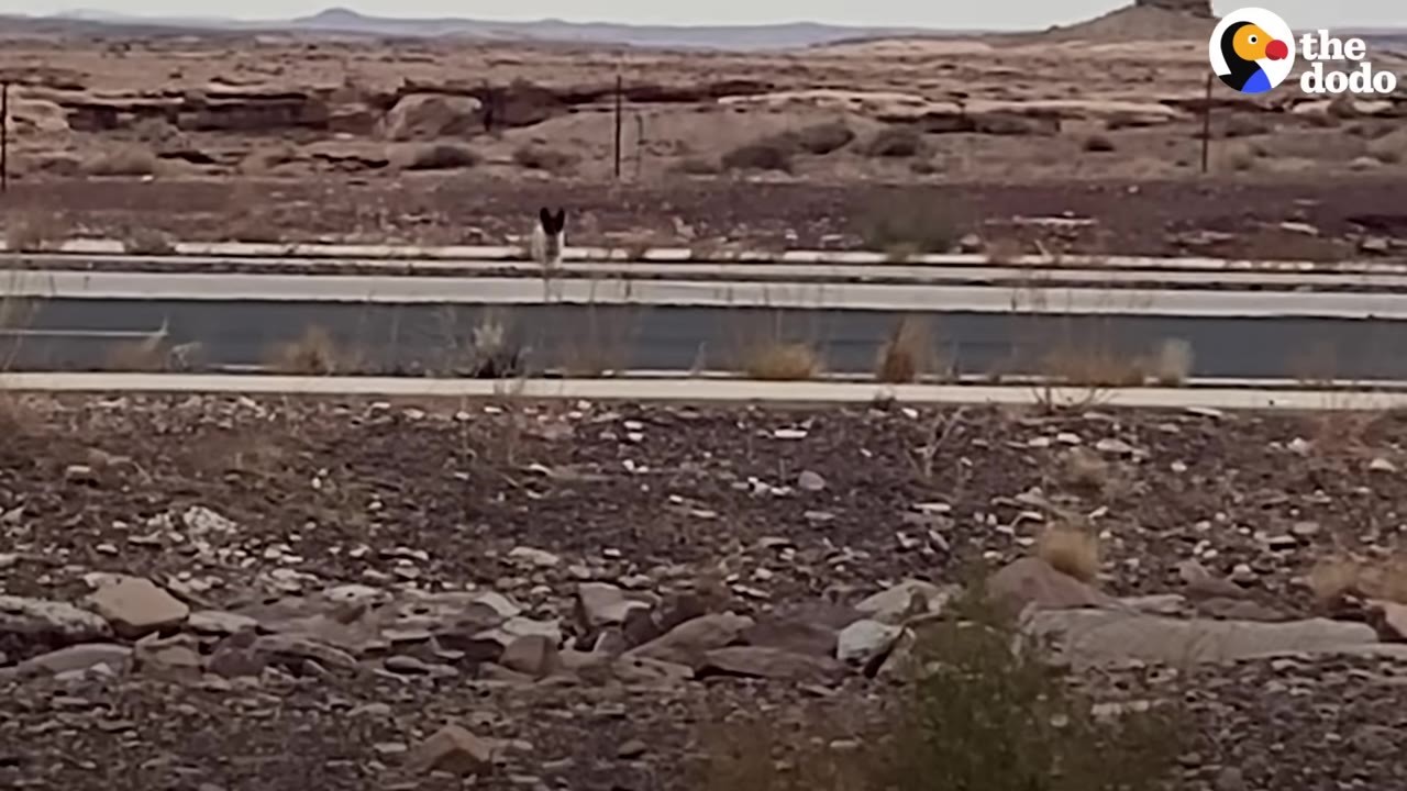 A small black-and-white dog stands alone near a road in a vast, rocky desert landscape.