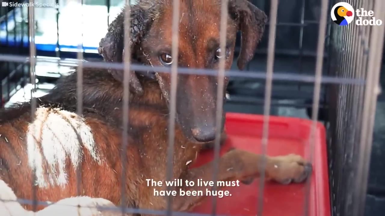 A thin, brown rescue dog inside a wire crate looking directly into the camera.