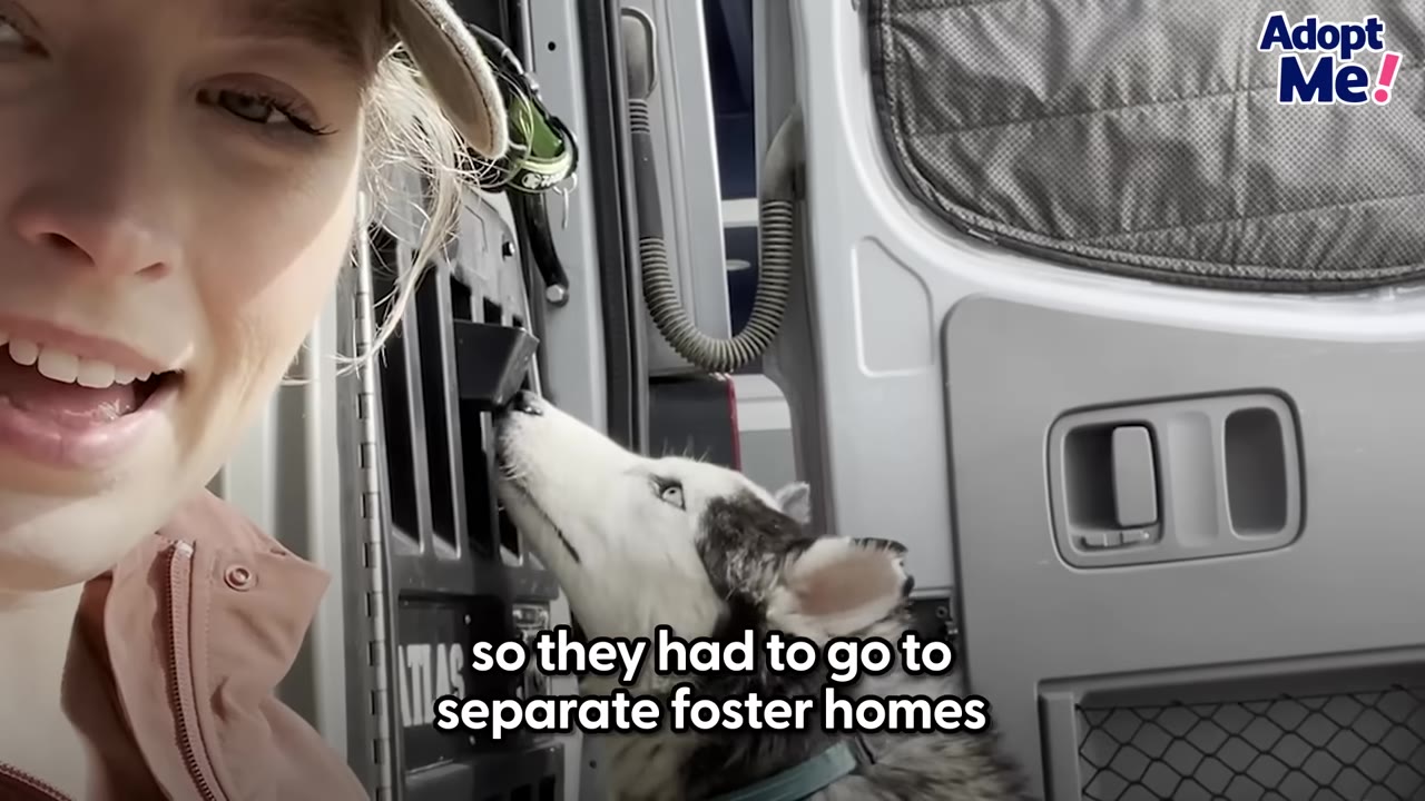 A woman smiling next to a husky inside a transport vehicle crate.