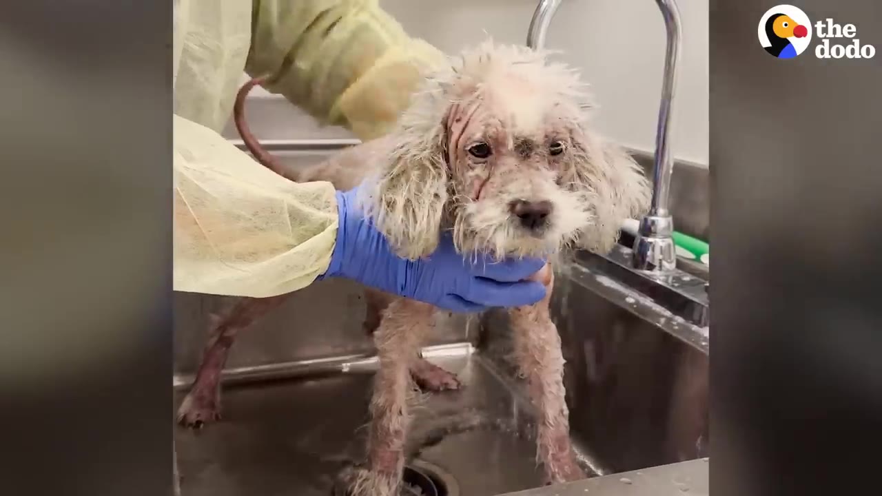 A small, scruffy dog standing in a medical sink being held by someone wearing blue protective gloves and a yellow gown.