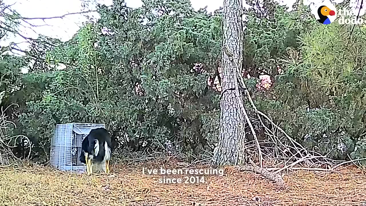 A black and white dog stands near a metal cage trap in a wooded area with pine needles on the ground, with the subtitle 'I've been rescuing since 2014.'