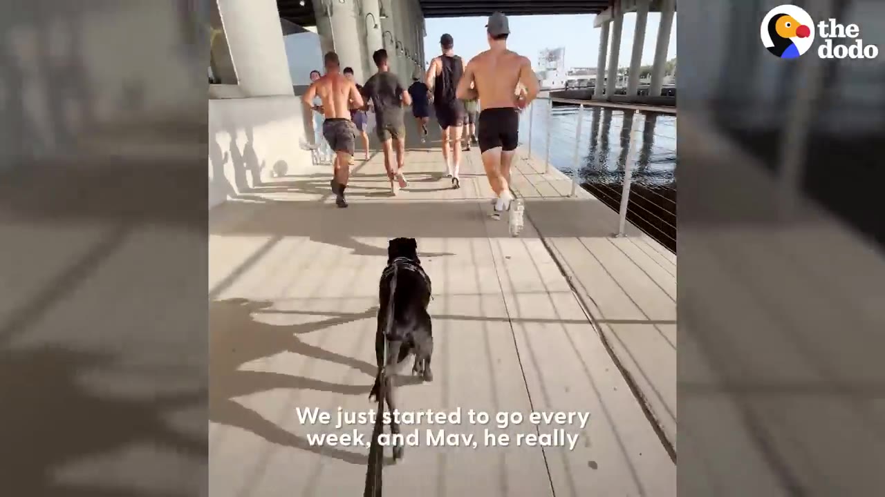 A black dog on a leash runs along a waterfront path behind a group of runners.