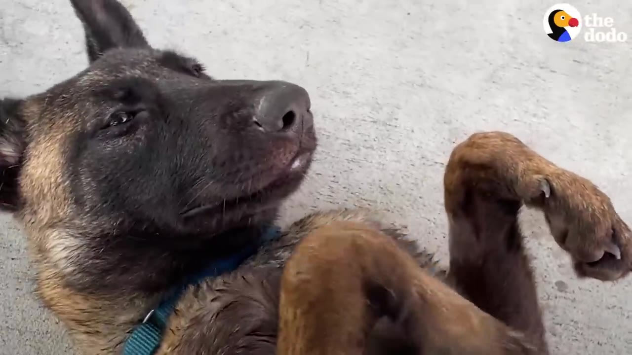 A close-up shot of a dark-furred dog lying on its back outdoors.