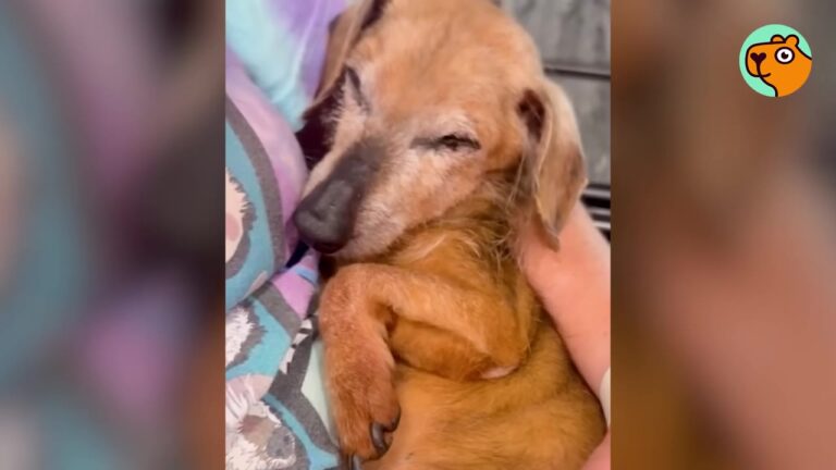 Grieving 20-Year-Old Dog Barely Eats After He Loses His Owner Until A Massachusetts Rescue Tries Something Unexpected