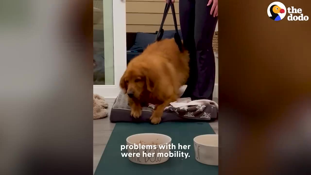 A woman using a support harness to help a golden retriever stand and walk indoors near food bowls.