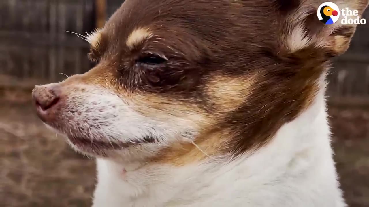 A close-up side profile of a small brown and white Chihuahua looking down outdoors.