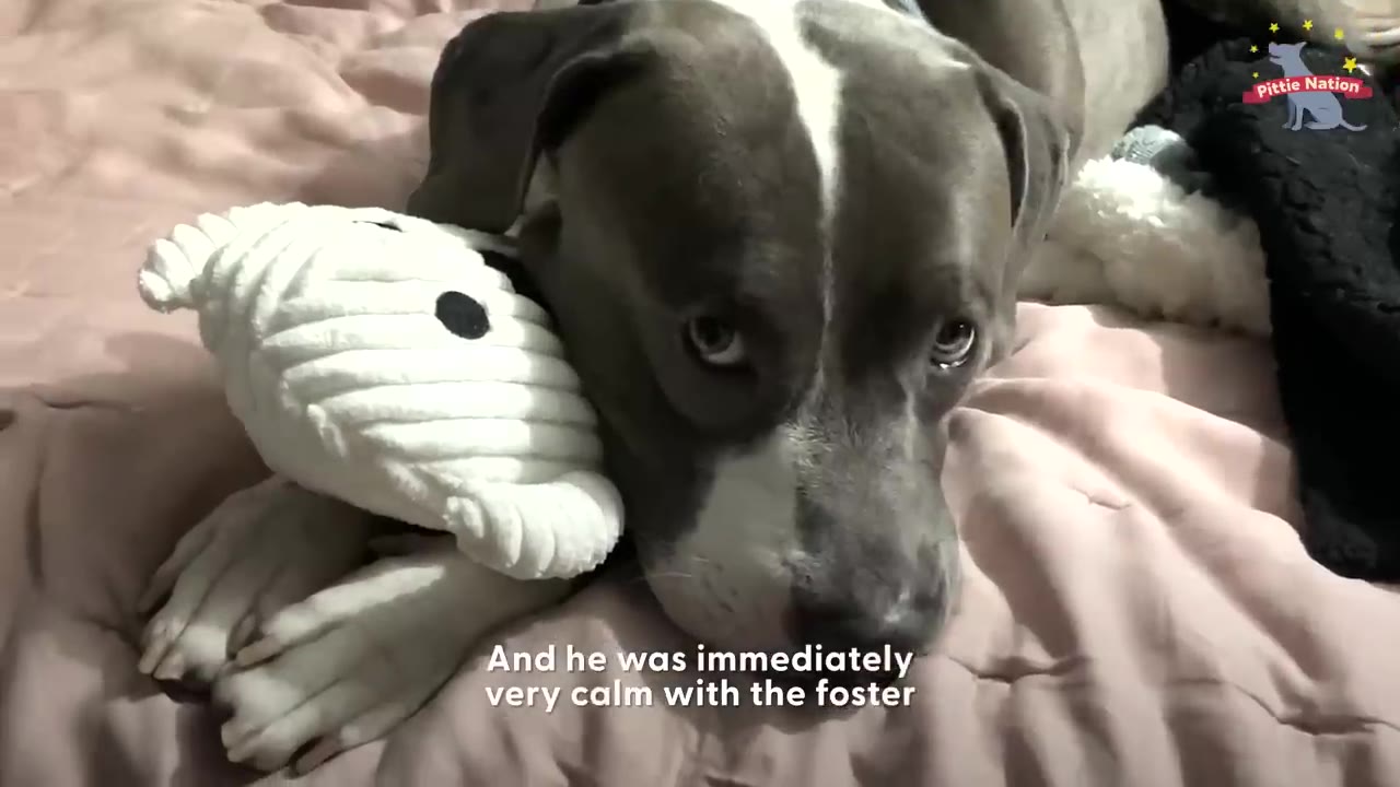 A gray and white pit bull resting comfortably on a soft pink blanket next to a plush white toy.