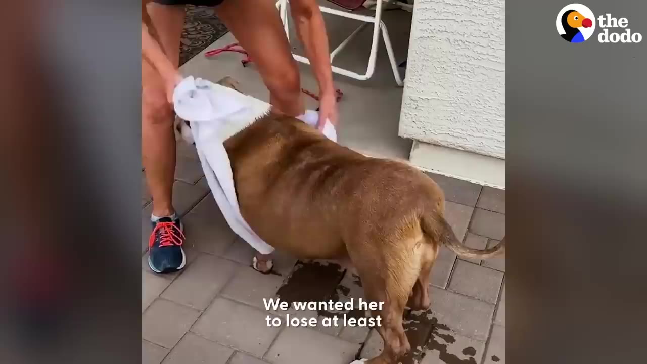 A person using a white towel wrapped under a brown and white dog's front legs to help support her weight while standing outdoors.