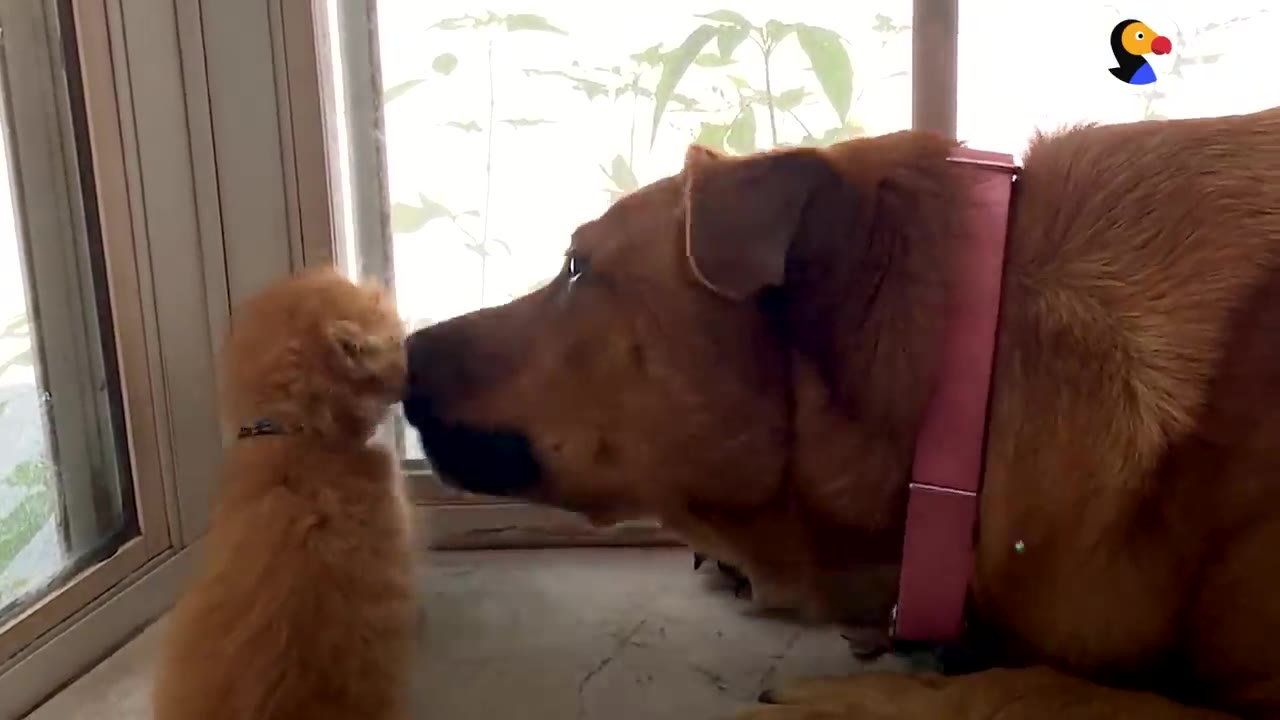 A large brown dog with a pink collar gently leans down to touch noses with a tiny orange kitten sitting near a glass door.