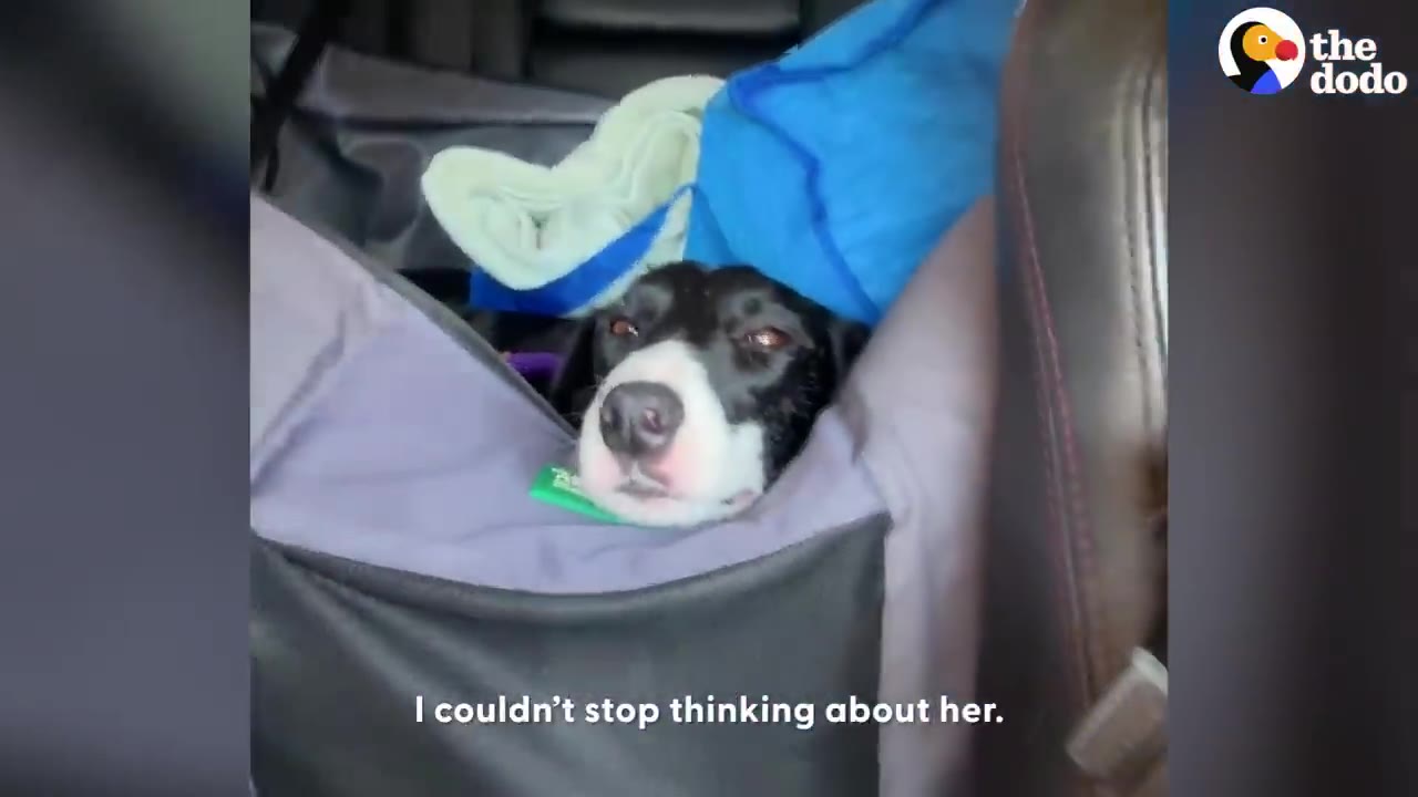 A black and white dog rests her head on a grey car seat hammock during a car ride.