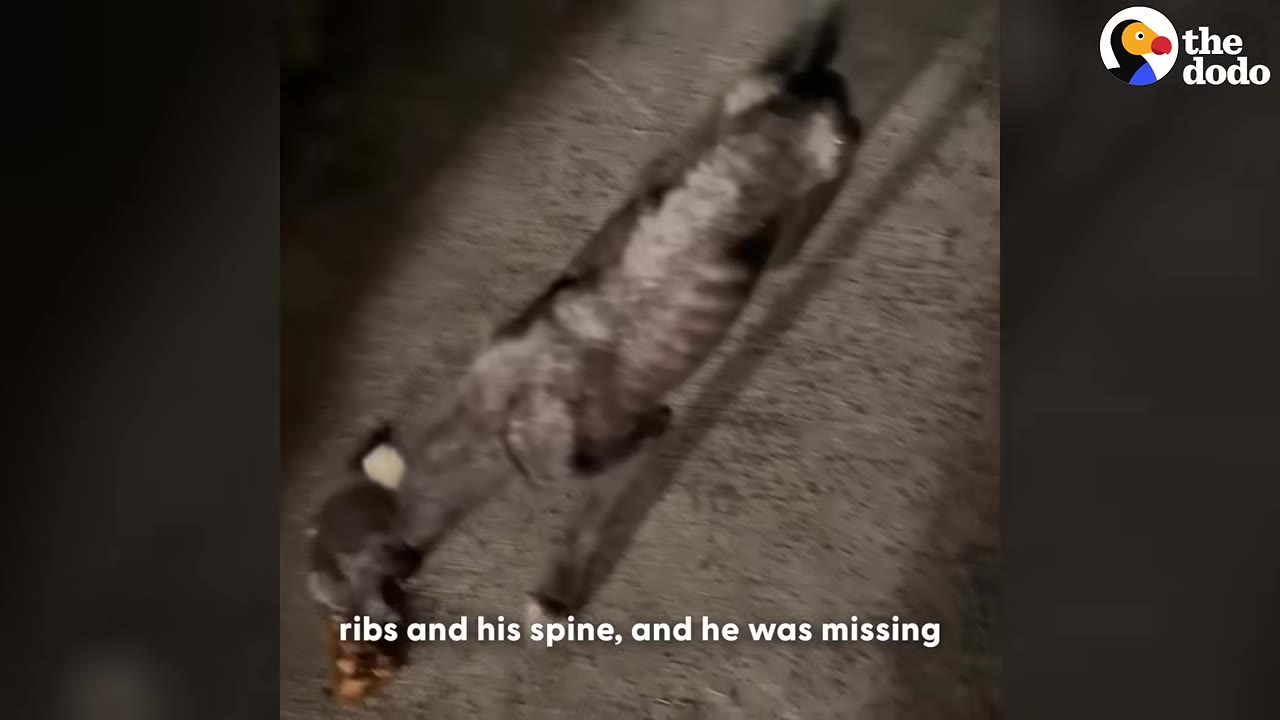 A high-angle shot of an extremely thin dog standing on a paved surface at night, with its ribs and spine clearly visible through its sparse fur.