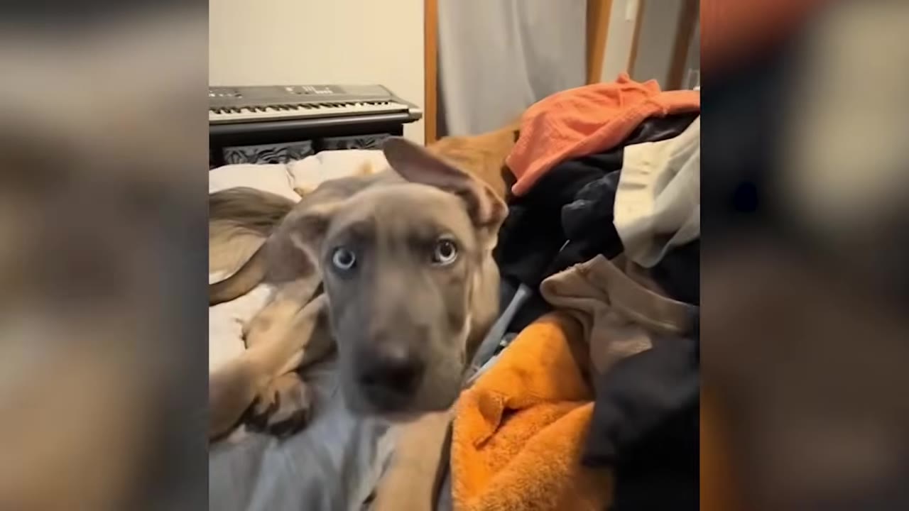 A gray puppy with light blue eyes lying on a bed surrounded by laundry, looking directly into the camera.