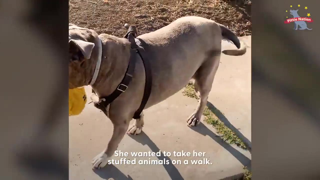 A gray pit bull wearing a harness walks on a sunny sidewalk while carrying a yellow plush toy in her mouth.