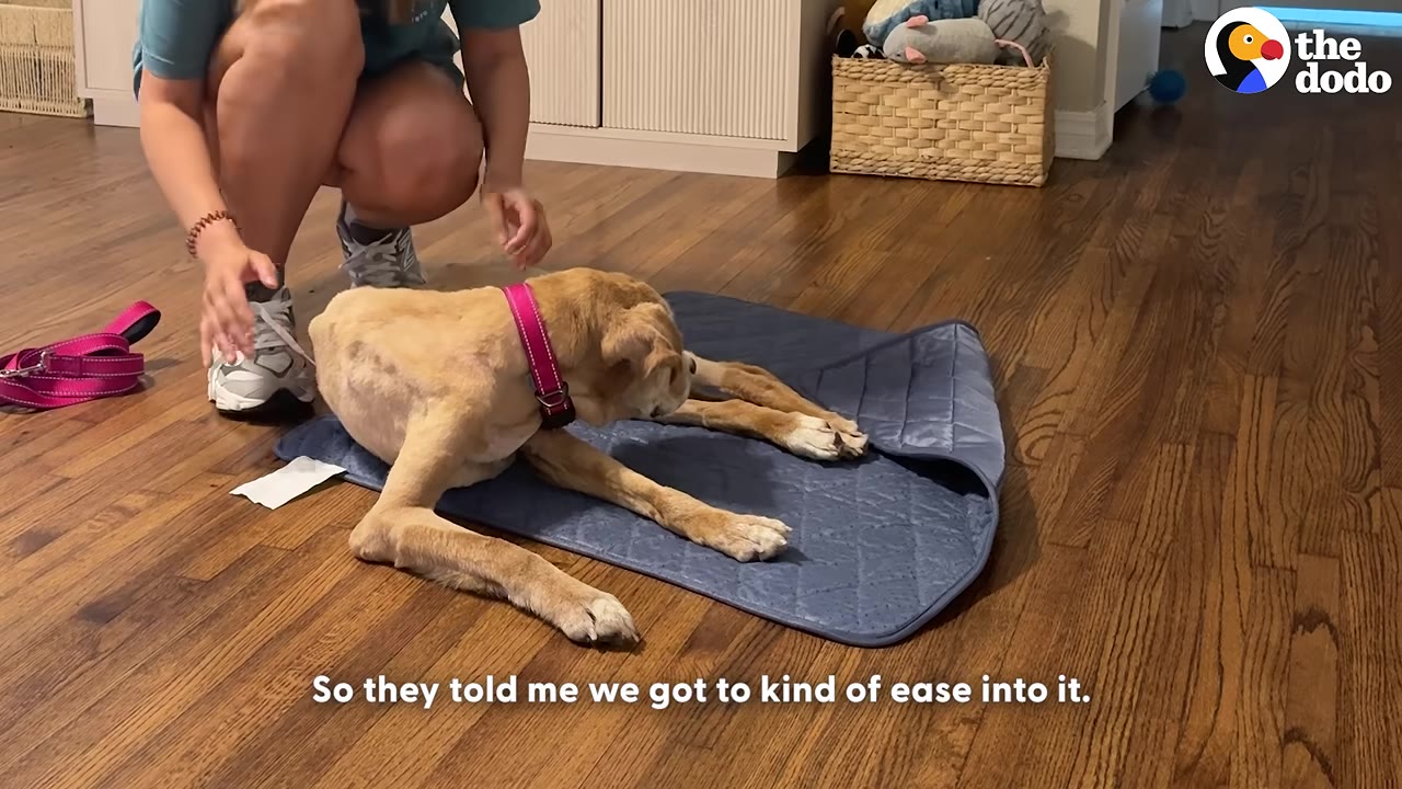 A very thin, light brown senior dog wearing a pink collar lies weakly on a blue mat on a wooden floor, as a person crouches nearby to help.