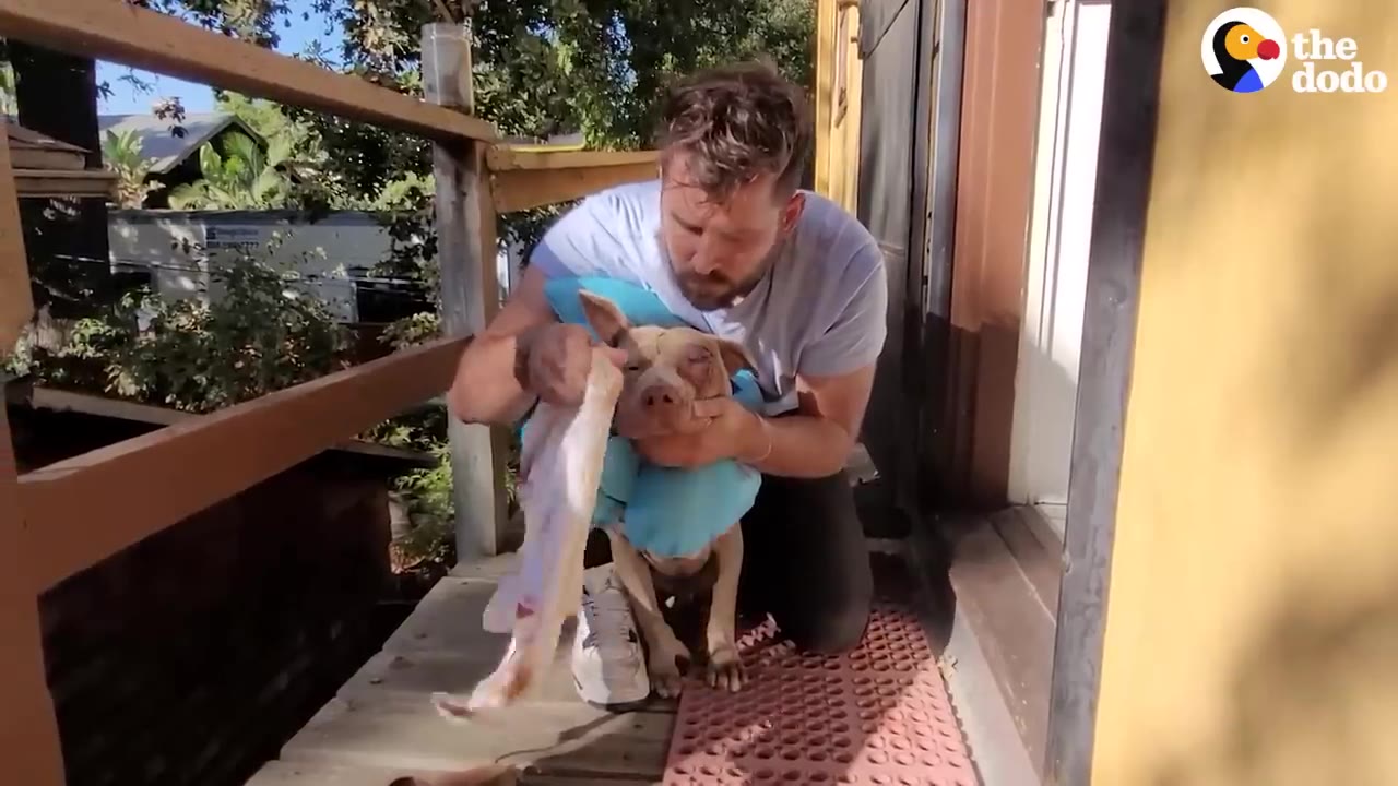 A person kneeling on a porch gently holding a tan dog wearing a blue neck donut while tending to its head with a cloth.