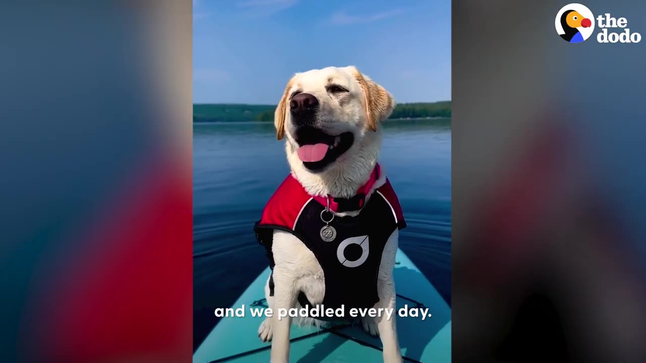 A yellow Labrador wearing a red life jacket sits happily on a paddleboard on a calm, quiet lake.