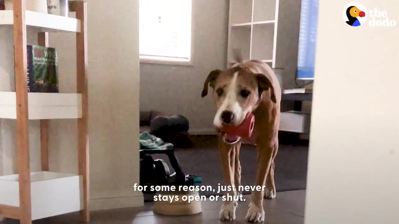 A brown and white dog holding a red toy in its mouth walks through a doorway into a home hallway.