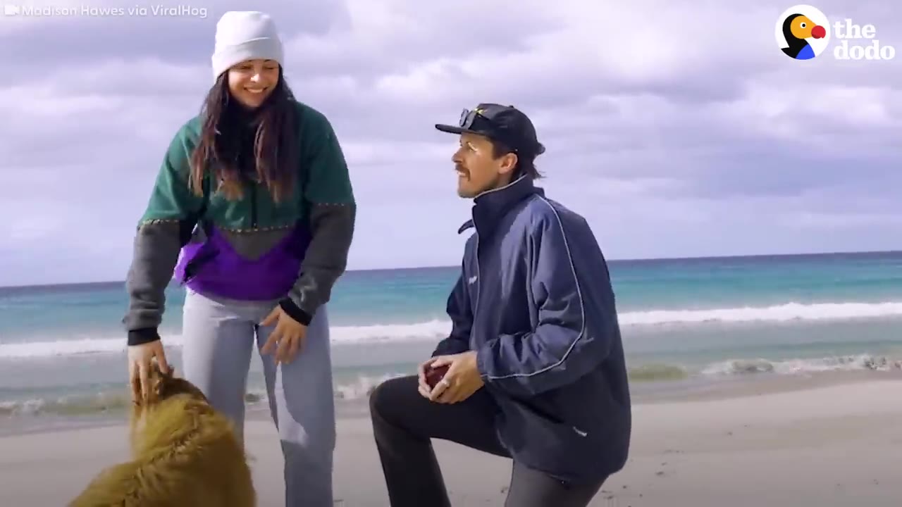A woman on a beach pets a fluffy dog while a man kneels on one knee holding a ring box in front of her.