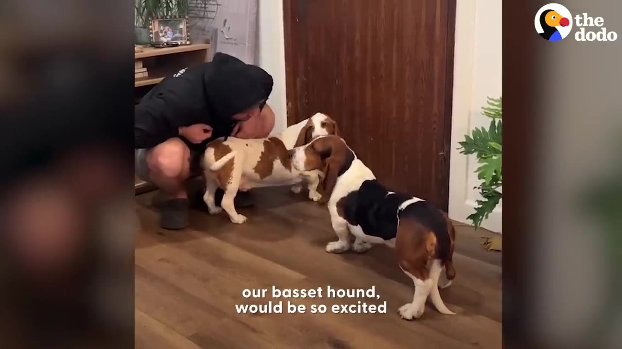 A person crouching next to a tri-color Basset Hound as it greets another white and brown Basset Hound indoors.