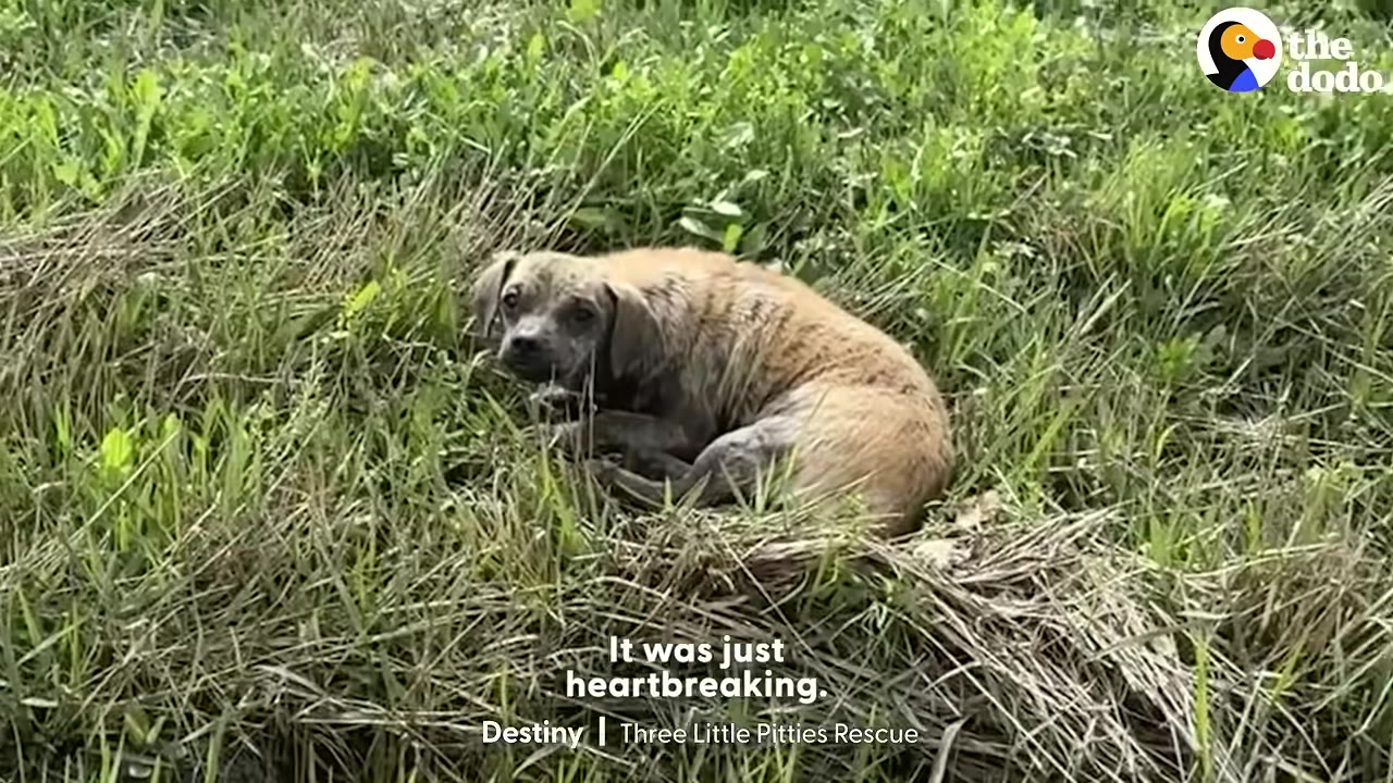 A small, wet, and dirty brown dog curled up in tall green grass, looking directly at the camera with a sad expression.