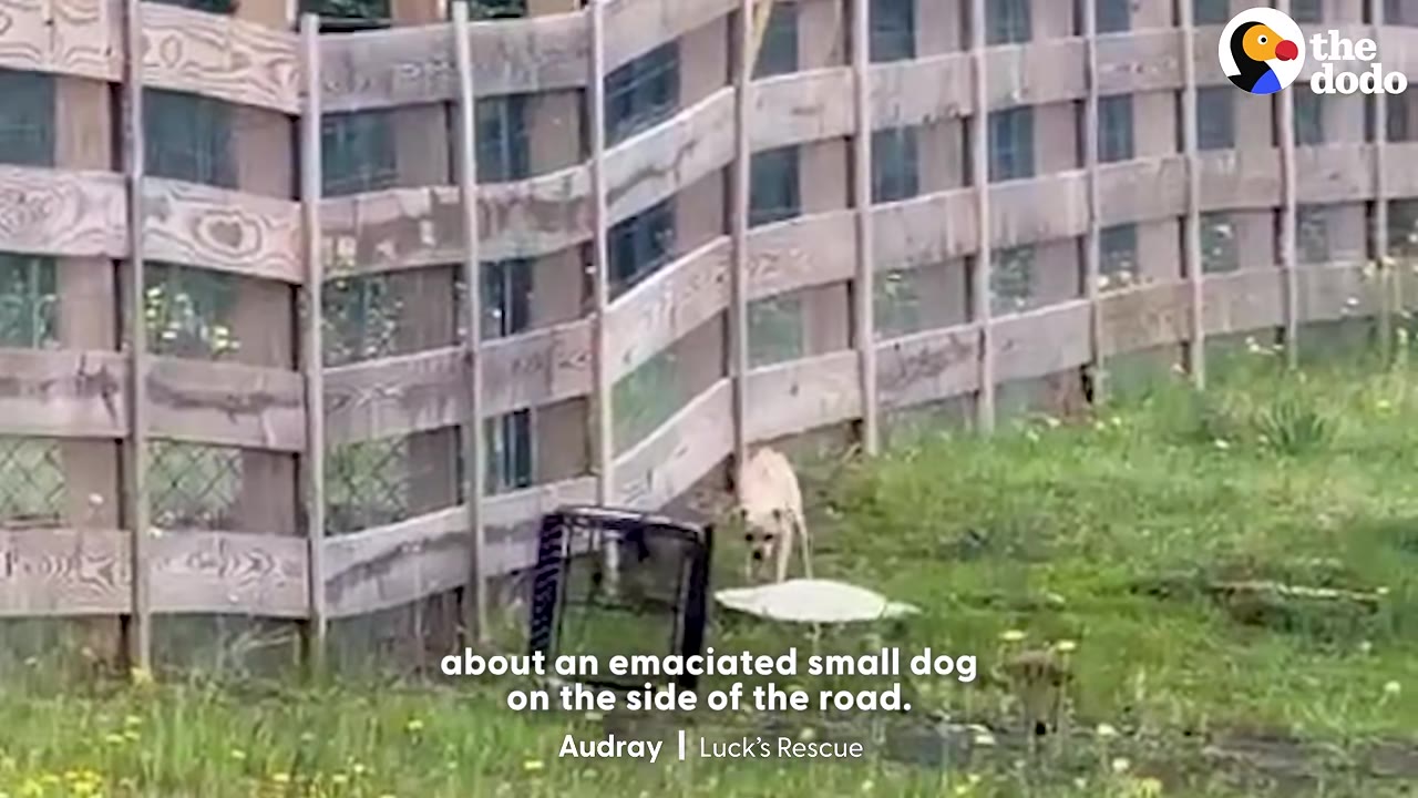 A small, emaciated light-colored dog stands on a grassy patch next to a wooden fence and a black crate.