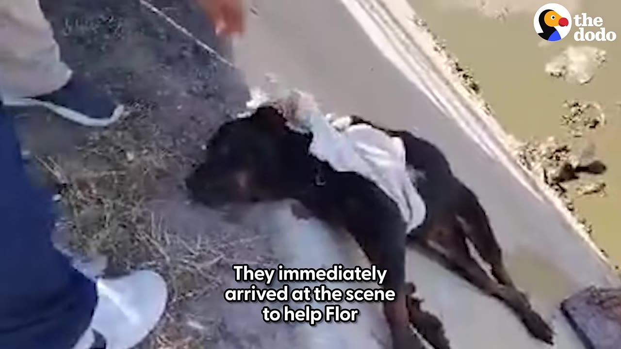 A black dog lies on a concrete slope near water as rescuers arrive to help her, with text overlay reading 'They immediately arrived at the scene to help Flor'.